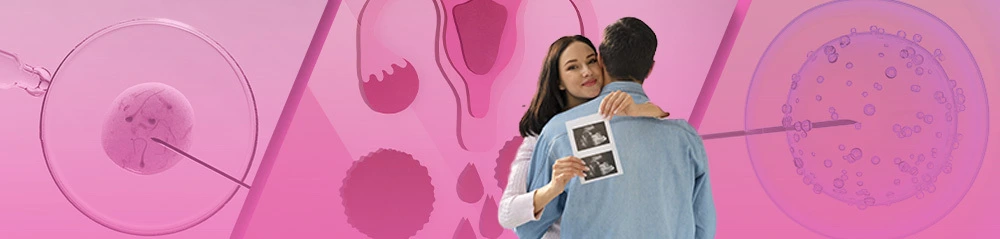 La vitrification des ovocytes améliore les chances de reproduction dans le cadre d’une gestation pour autrui